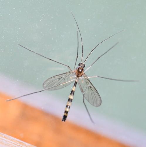 Macrocera sp.
